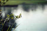Used Leitz-Wetzlar 50mm f/2 Summicron