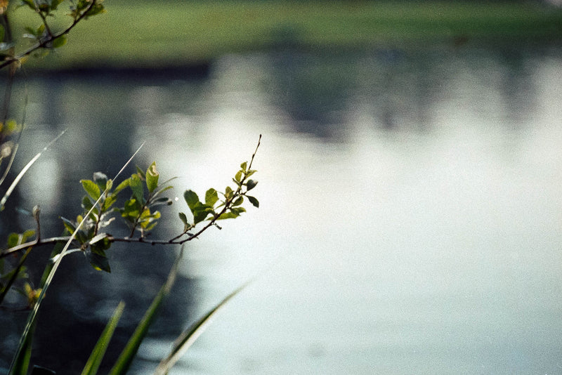 Used Leitz-Wetzlar 50mm f/2 Summicron