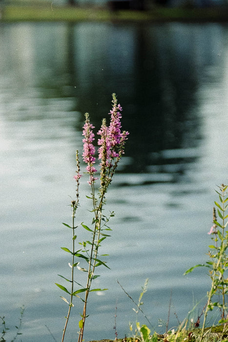 Used Leitz-Wetzlar 50mm f/2 Summicron