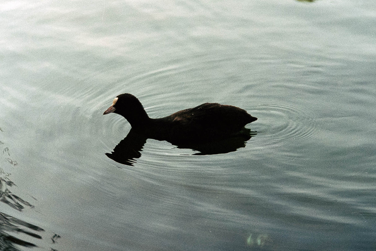 Used Leitz-Wetzlar 50mm f/2 Summicron