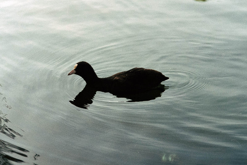 Used Leitz-Wetzlar 50mm f/2 Summicron