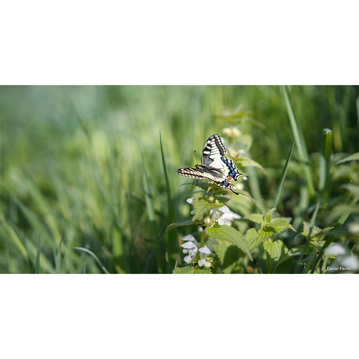 Samyang AF 45mm f1.8 Lens - Sony E Mount