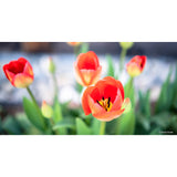 Samyang AF 45mm f1.8 Lens - Sony E Mount